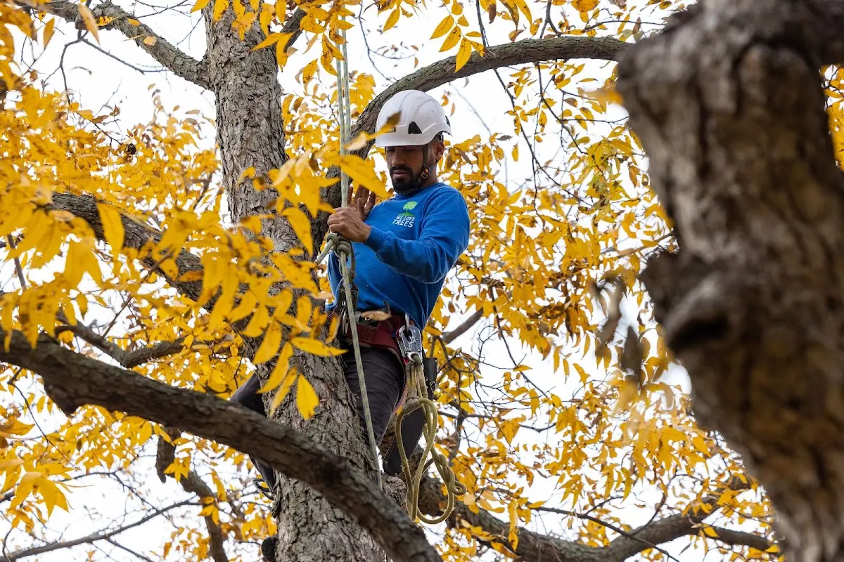 Skilled Tree Pruning crew working in Garden City