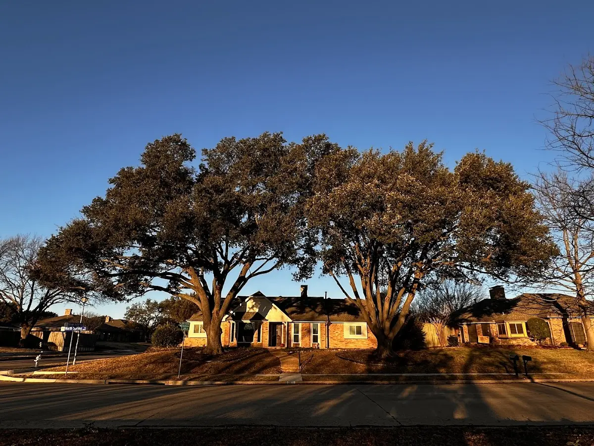 Established residential canopy tree shading a home in Garden City